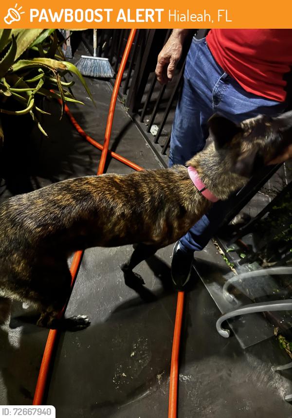 Found/Stray Female Dog last seen Near west, Hialeah, FL 33016