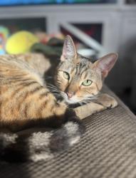 Lost Female Cat last seen Beechwood Way Stanton CA, Stanton, CA 90680
