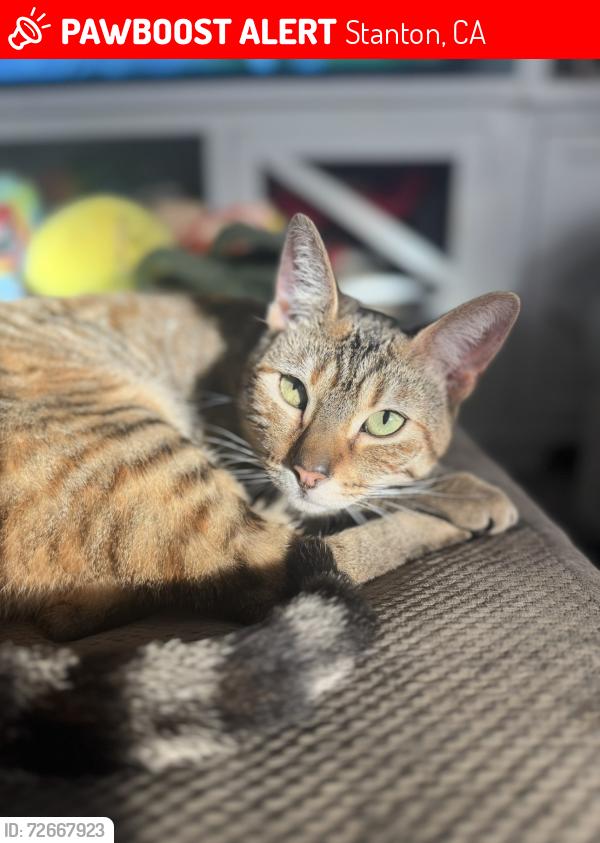 Lost Female Cat last seen Beechwood Way Stanton CA, Stanton, CA 90680