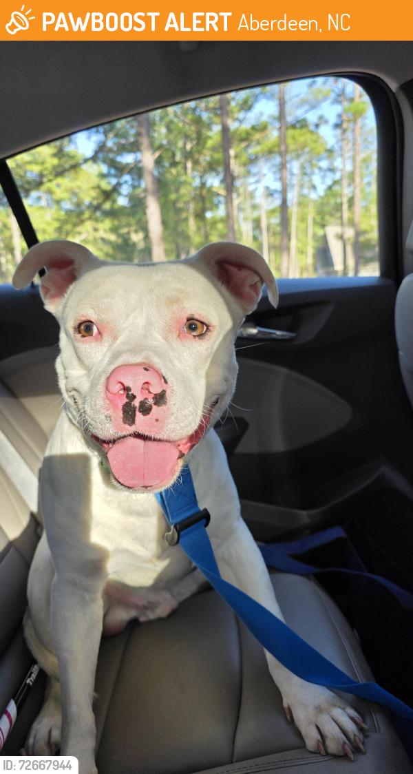 Found/Stray Male Dog last seen Near the 90 degree turn, near Sandywood Farms, Aberdeen, NC 28374