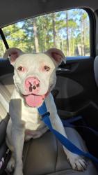 Found/Stray Male Dog last seen Near the 90 degree turn, near Sandywood Farms, Aberdeen, NC 28374