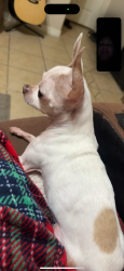 Lost Male Dog last seen Near coquina dr, Katy, TX 77494