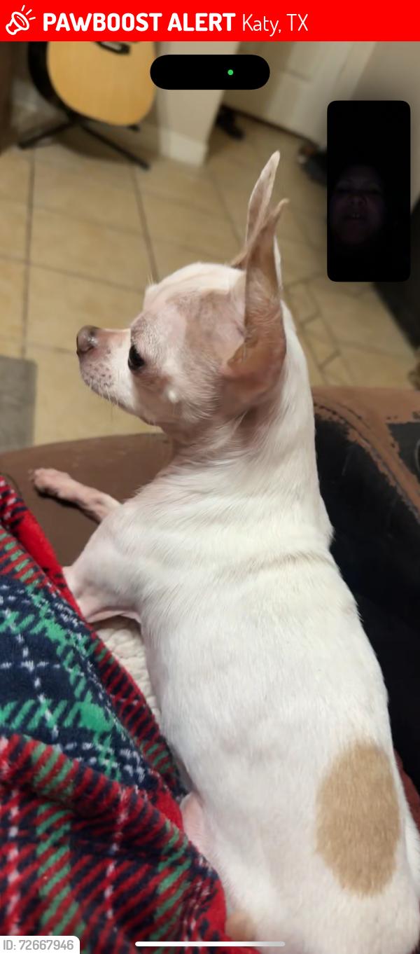 Lost Male Dog last seen Near coquina dr, Katy, TX 77494