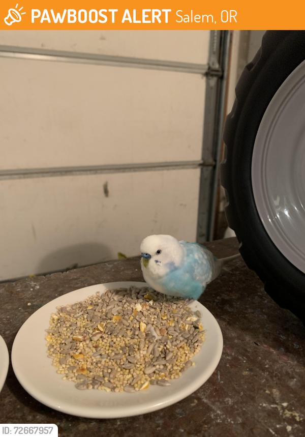 Found/Stray Male Bird last seen Iva Lane NE & Center St NE, Salem, OR 97317