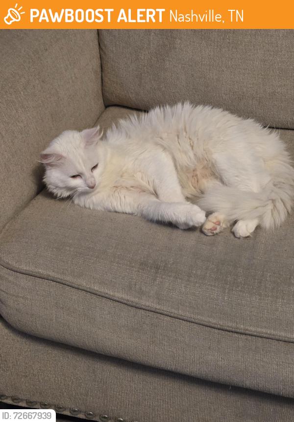 Found/Stray Female Cat last seen Fleetwood dr and Dodson Chapel Rd., Nashville, TN 37076