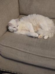 Found/Stray Female Cat last seen Fleetwood dr and Dodson Chapel Rd., Nashville, TN 37076