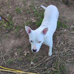 Lost Male Dog last seen Bullion and three sets, Springtown, TX 76082