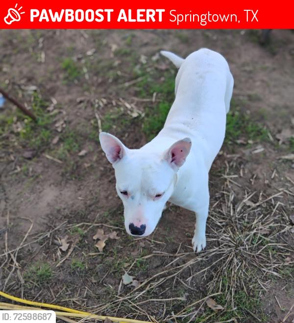 Lost Male Dog last seen Bullion and three sets, Springtown, TX 76082