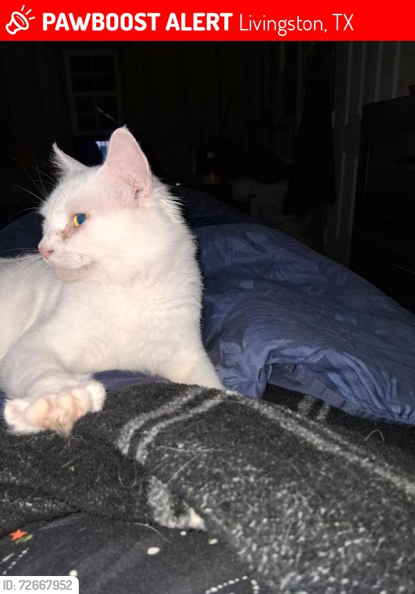 Lost Male Cat last seen Lincoln Wiggins street, Livingston, TX 77351