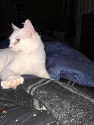 Lost Male Cat last seen Lincoln Wiggins street, Livingston, TX 77351