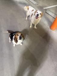 Found/Stray Male Dog last seen Whata burger pin oak, Harris County, TX 77492