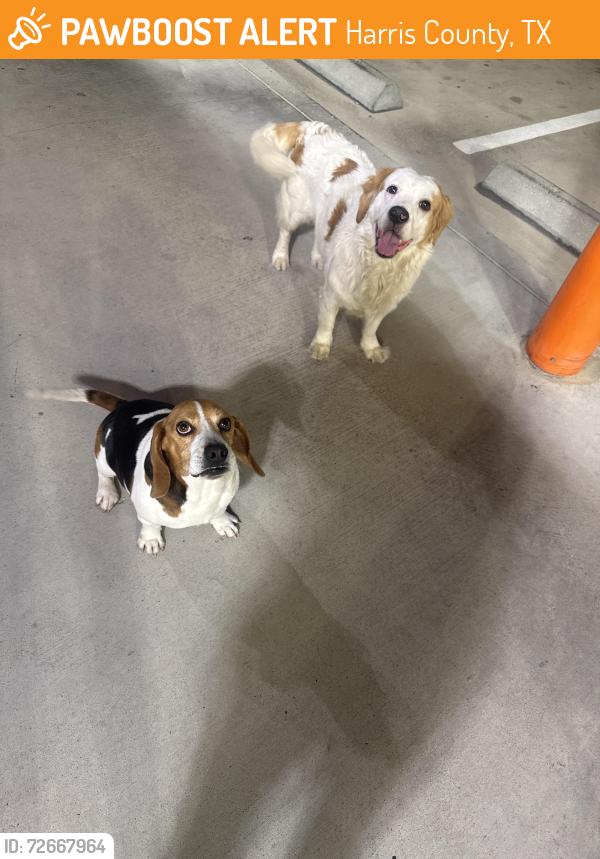 Found/Stray Male Dog last seen Whata burger pin oak, Harris County, TX 77492