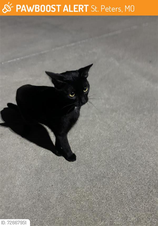 Found/Stray Male Cat last seen Salt Lick Rd. and North Joyce Ellen Way - St. Peters, MO 63376, St. Peters, MO 63376