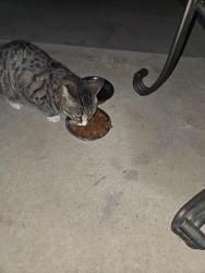 Found/Stray Unknown Cat last seen Timber Breeze near Timber , San Antonio, TX 78250
