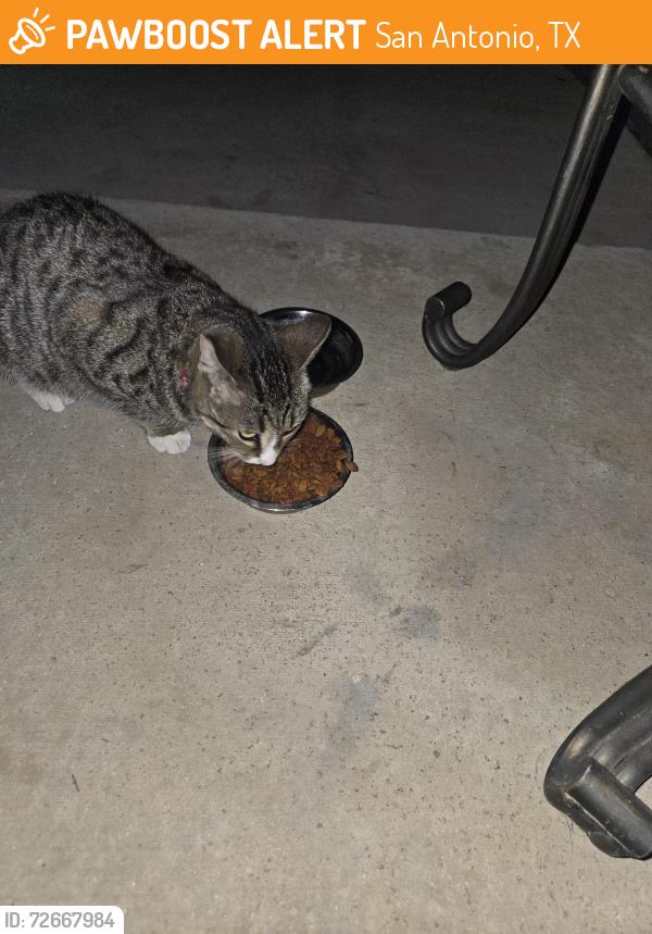 Found/Stray Unknown Cat last seen Timber Breeze near Timber , San Antonio, TX 78250