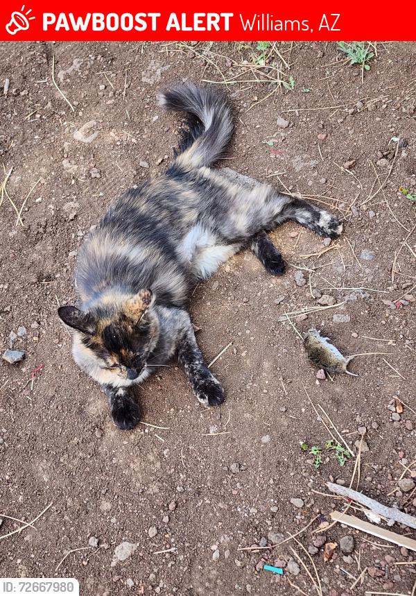 Lost Female Cat last seen Near and Hoctor, Williams, AZ 86046