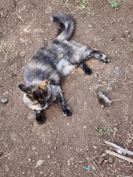 Lost Female Cat last seen Near and Hoctor, Williams, AZ 86046