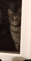 Found/Stray Unknown Cat last seen Fawndale Pl and Landover Rd, Columbus, OH 43230