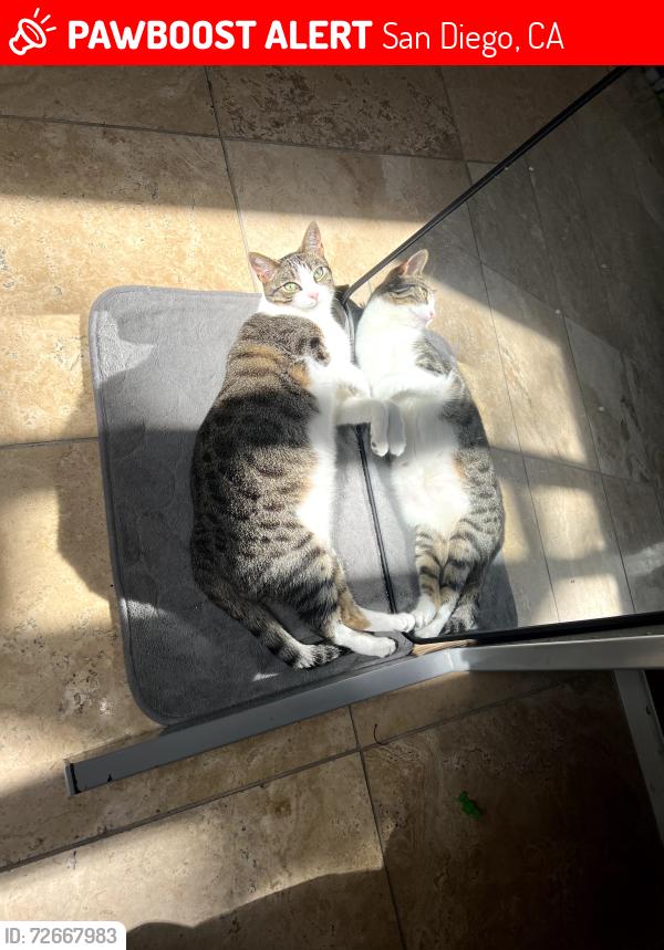 Lost Female Cat last seen Near Carmel Country Rd, San Diego, CA 92130