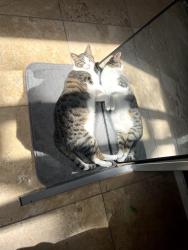 Lost Female Cat last seen Near Carmel Country Rd, San Diego, CA 92130