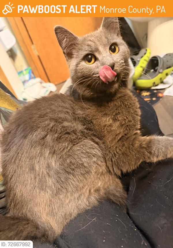 Found/Stray Male Cat last seen Long pond road by emerald lakes, Monroe County, PA 18334