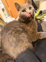 Found/Stray Male Cat last seen Long pond road by emerald lakes, Monroe County, PA 18334