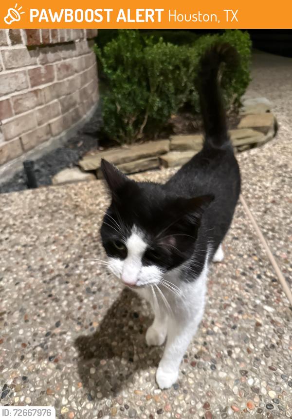 Found/Stray Unknown Cat last seen Ardent Oak Circle and Oak Links, Houston, TX 77059
