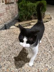 Found/Stray Unknown Cat last seen Ardent Oak Circle and Oak Links, Houston, TX 77059