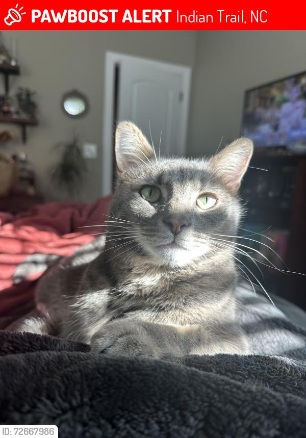 Lost Male Cat last seen Crismark Neighborhood, Indian Trail, NC 28104