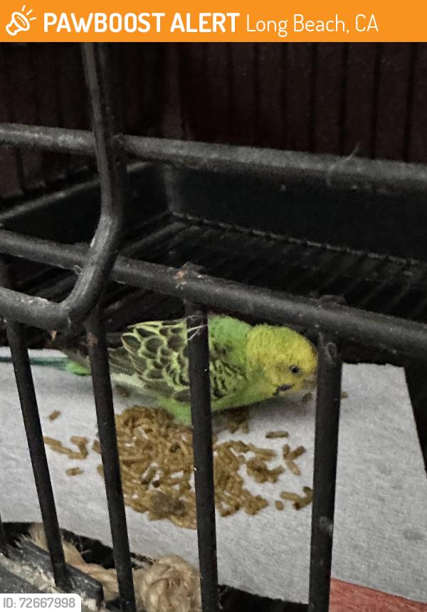 Found/Stray Unknown Bird last seen Stearns Park, Long Beach, CA 90815