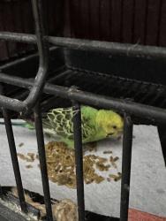 Found/Stray Unknown Bird last seen Stearns Park, Long Beach, CA 90815