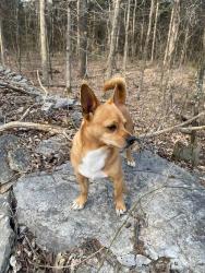 Lost Male Dog last seen Big Springs rd, manchester pike, Christiana, TN 37037
