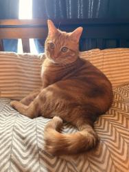 Lost Male Cat last seen Behind handles in Perry , Massillon, OH 44646