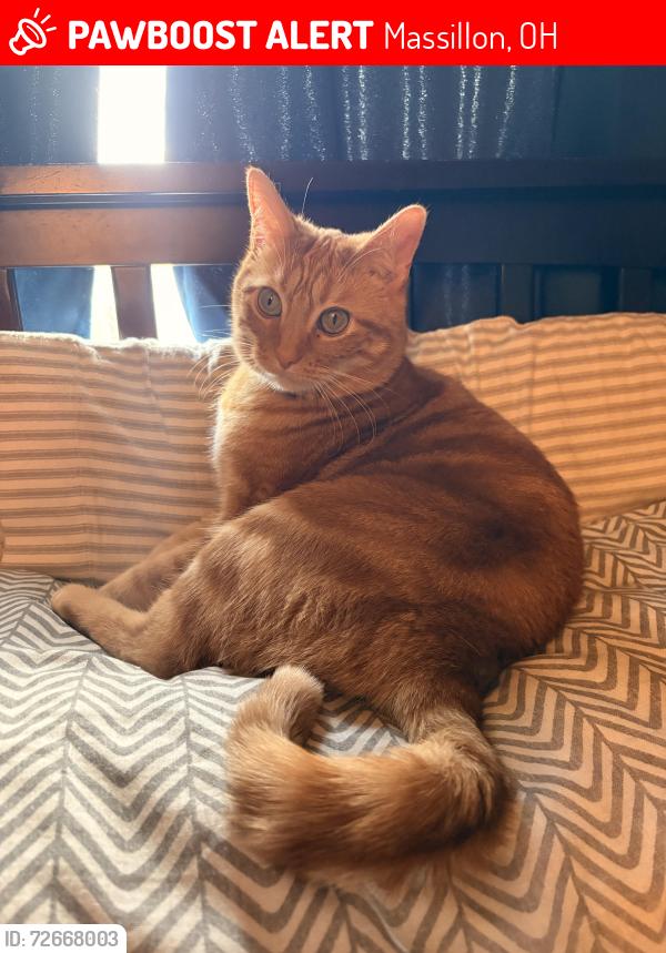 Lost Male Cat last seen Behind handles in Perry , Massillon, OH 44646