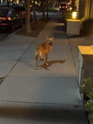 Found/Stray Unknown Dog last seen Charles Marx way, Palo Alto CA, Palo Alto, CA 94304