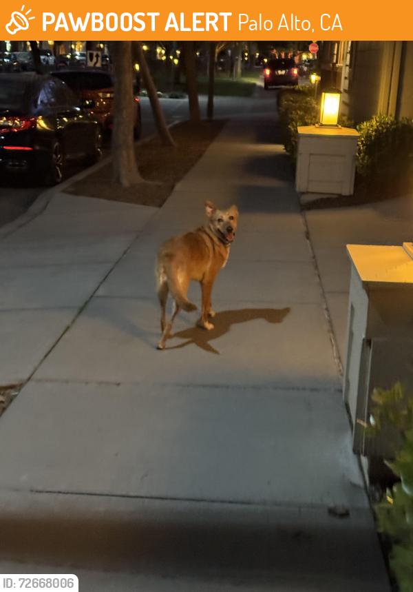 Found/Stray Unknown Dog last seen Charles Marx way, Palo Alto CA, Palo Alto, CA 94304