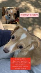 Lost Unknown Dog last seen Hollywood & Camino Palmero, Los Angeles, CA 90046