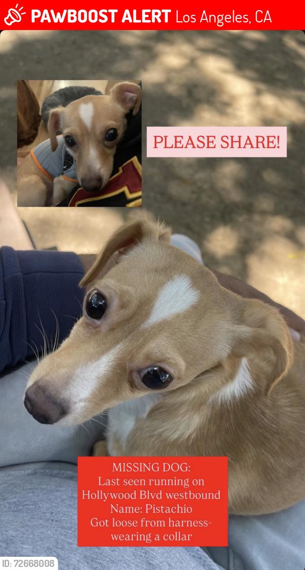 Lost Unknown Dog last seen Hollywood & Camino Palmero, Los Angeles, CA 90046