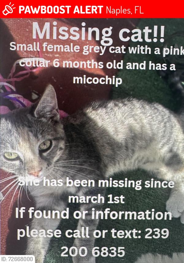 Lost Female Cat last seen Santa BarbaraBlv, Naples, FL 34116