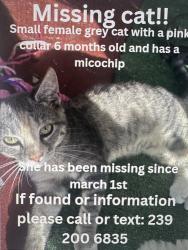 Lost Female Cat last seen Santa BarbaraBlv, Naples, FL 34116