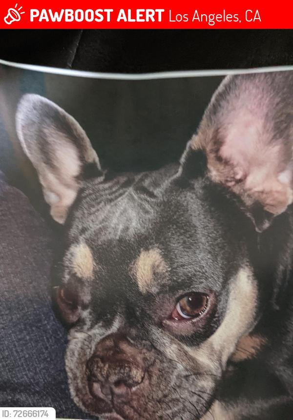 Lost Female Dog last seen Droinfield  and polk, Los Angeles, CA 91342