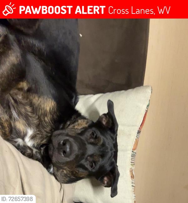 Lost Male Dog last seen Katie lane and doc bailey, Cross Lanes, WV 25313