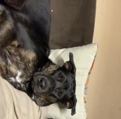 Lost Male Dog last seen Katie lane and doc bailey, Cross Lanes, WV 25313