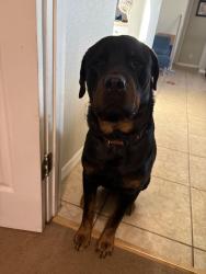Lost Male Dog last seen Milwaukee and Kangua, Lehigh Acres, FL 33974
