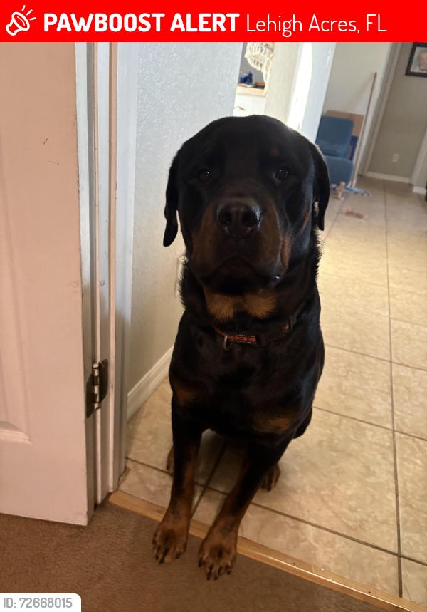 Lost Male Dog last seen Milwaukee and Kangua, Lehigh Acres, FL 33974