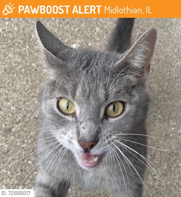 Found/Stray Unknown Cat last seen 151st and Kostner, Midlothian, IL 60445