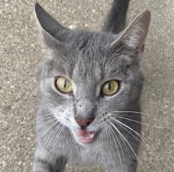 Found/Stray Unknown Cat last seen 151st and Kostner, Midlothian, IL 60445