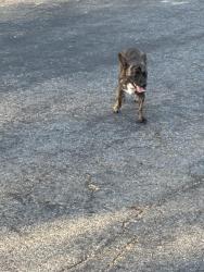 Found/Stray Male Dog last seen Margarita and Ruatic Glen near Harveston, Temecula, CA 92591