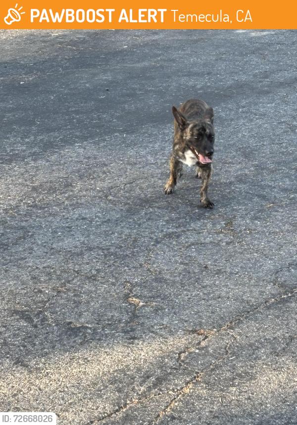 Found/Stray Male Dog last seen Margarita and Ruatic Glen near Harveston, Temecula, CA 92591