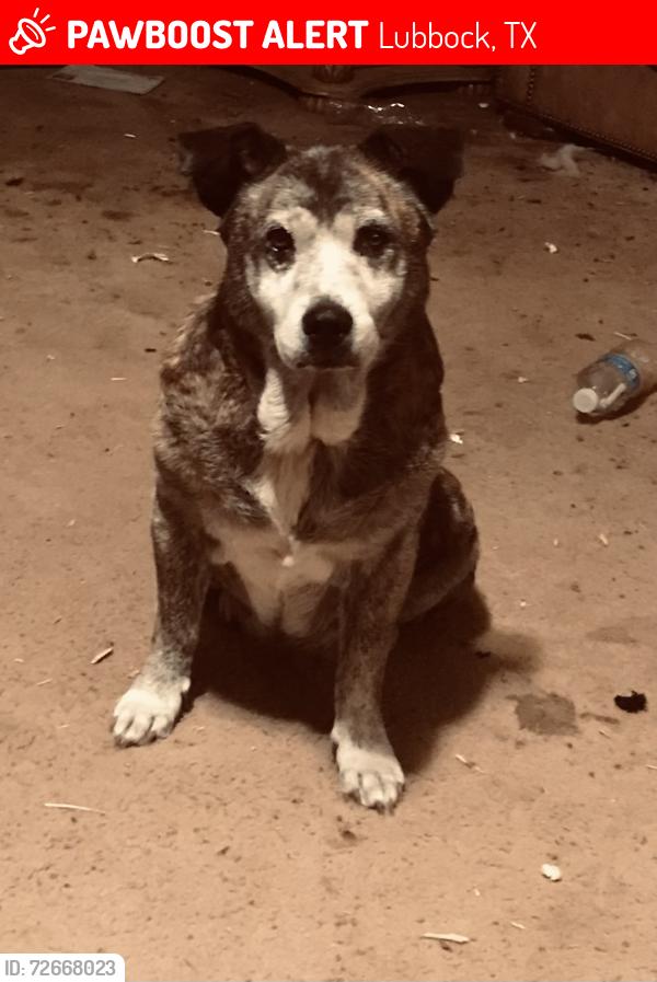 Lost Female Dog last seen Amhurst, Lubbock, TX 79416